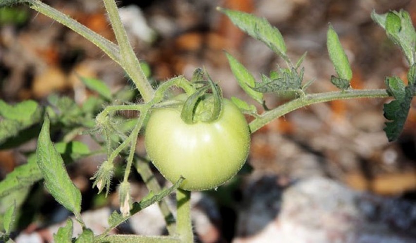 Почему трескаются помидоры и как этого избежать