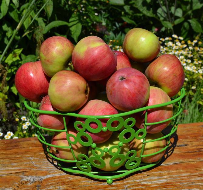 Сорт яблони июльское черненко: фото, отзывы, описание, характеристики.