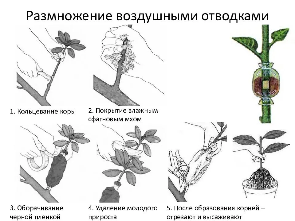 Как вырастить персик из косточки в горшке или прямо в саду
