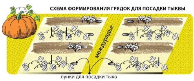 Формирование тыквы в открытом грунте схема