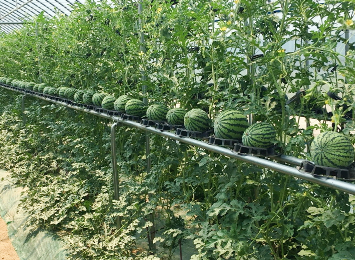 Выращивание арбузов через рассаду на даче в подмосковье пошагово с фото и видео