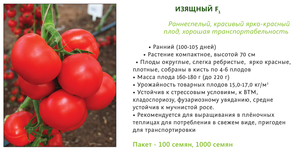 Томат гибрид тарасенко 1-7: описание и характеристики сортов, урожайность и выращивание