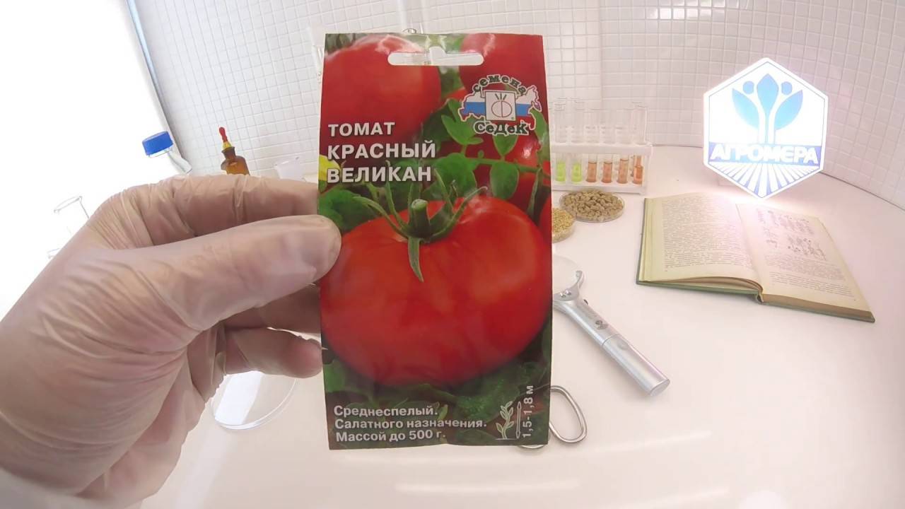 Томат шунтукский великан: характеристика и описание сорта, отзывы об урожайности помидоров, фото плодов