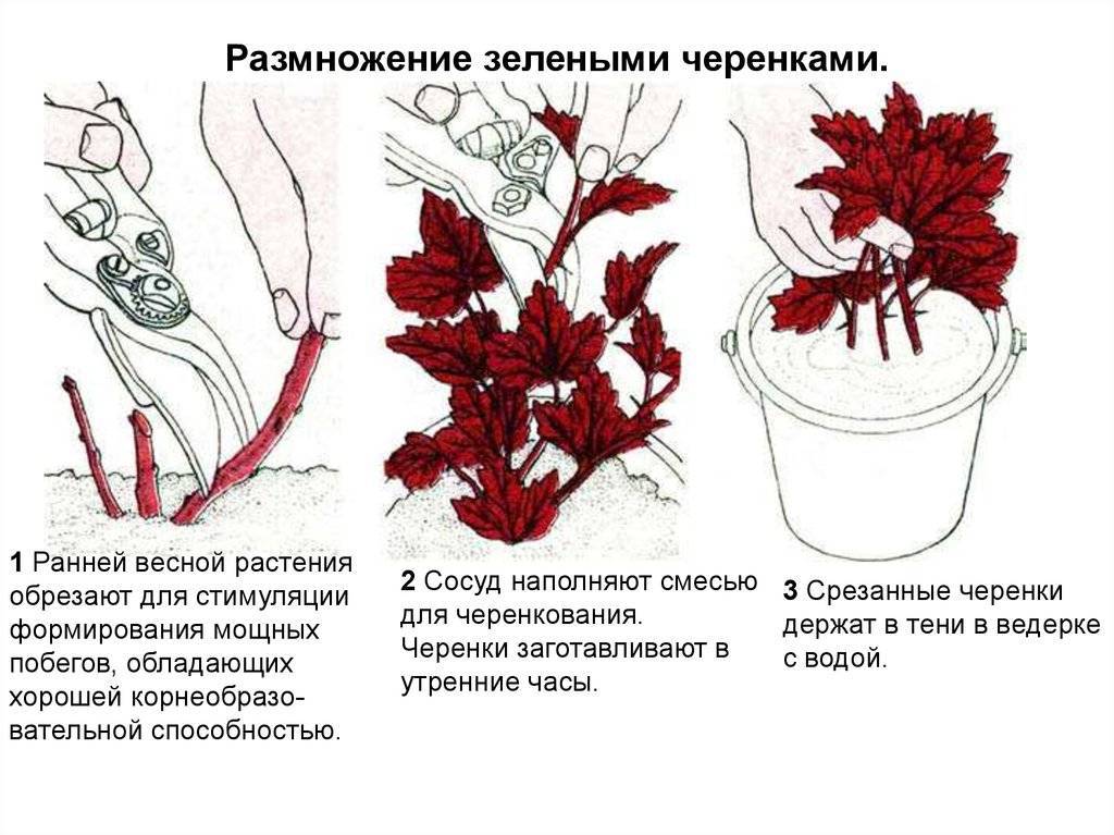 Бузина: выращивание в саду, обрезка, размножение