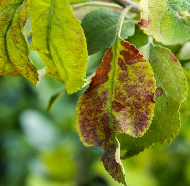 Как лечить коричневые пятна на листьях яблони и что это такое