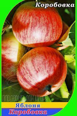 Яблоня "коробовка": описание сорта, фото, отзывы