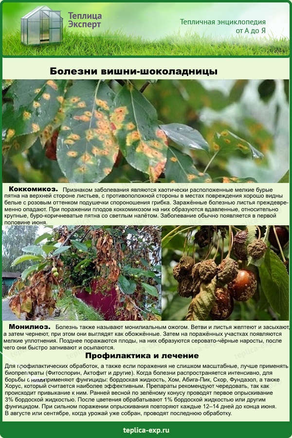 Монилиоз вишни: лечение, препараты для обработки и сорта устойчивые к заболеванию