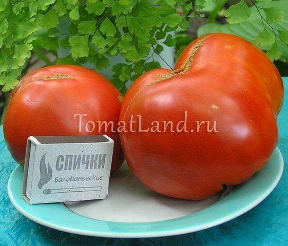 Томат комета софии. Томат кума. Сорт томата Кум. Помидоры Кумушка. Кум томат фото.