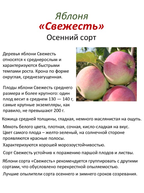 Яблоня ауксис: описание, фото, отзывы