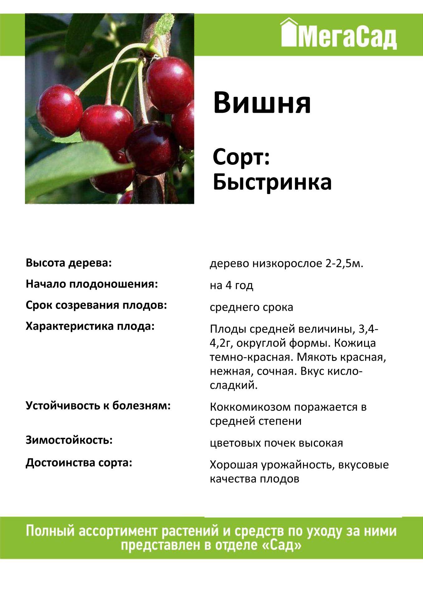 Черешня ленинградская черная: отзывы, фото, описание морозостойкого сорта