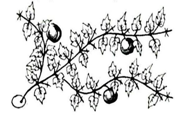 Формирование плети арбуза в открытом грунте схема