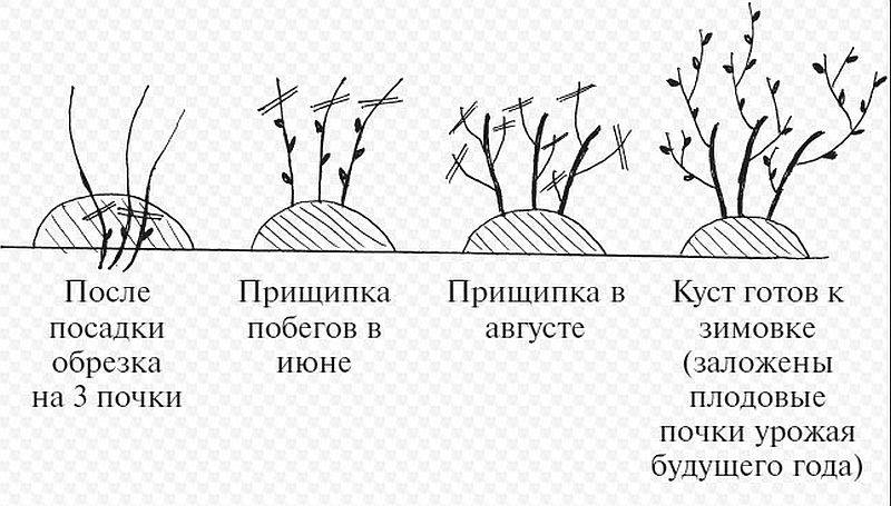 Смородина схема посадки кустов