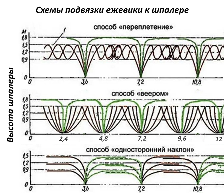 Поворотная шпалера для ежевики чертежи