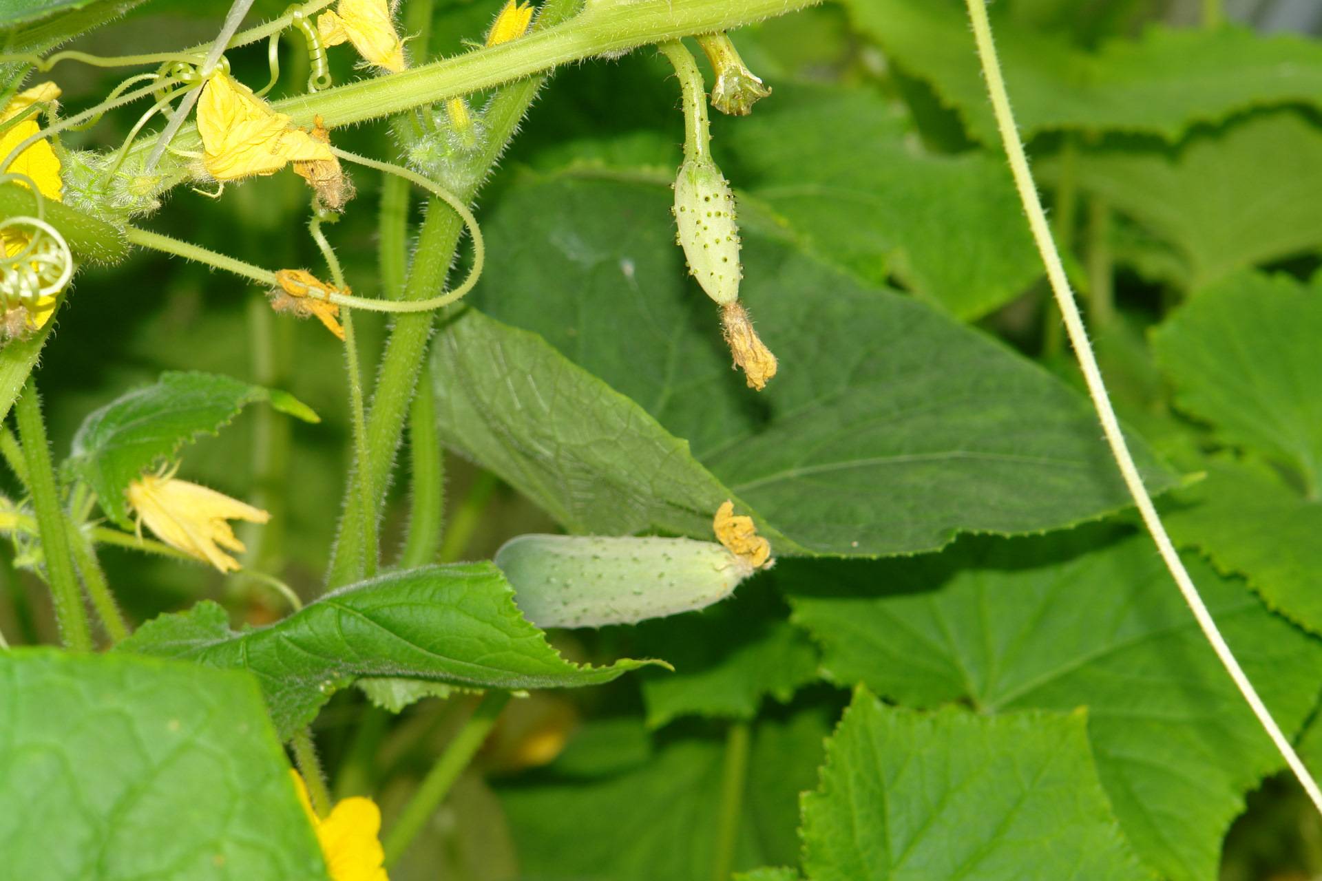 Формирование дыни, в том числе при выращивании в открытом грунте, а также описание основных методов