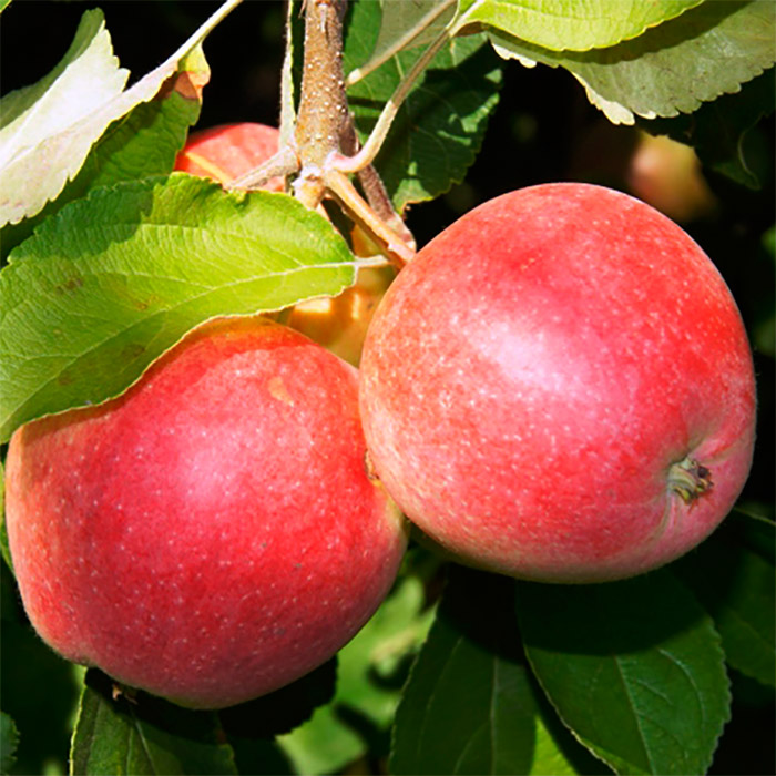 О яблоне беркутовское: описание сорта, характеристики, агротехника, выращивание