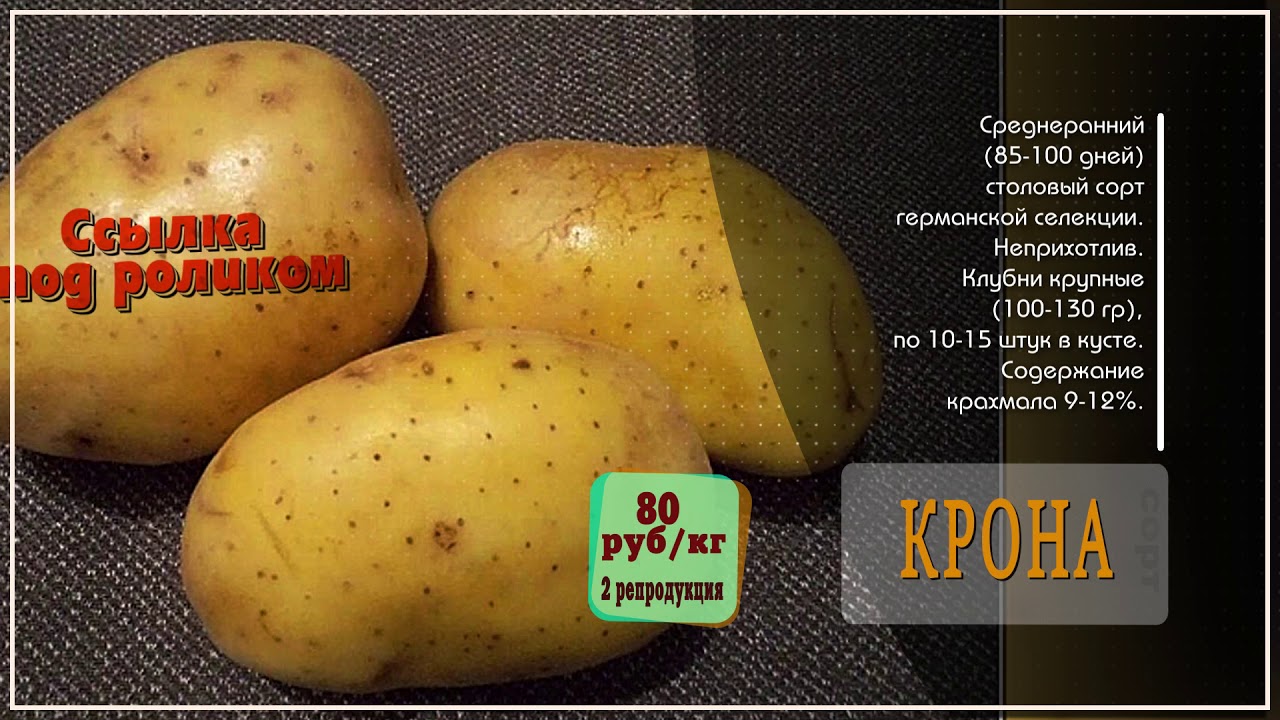 Сорт картофеля рокки фото и описание