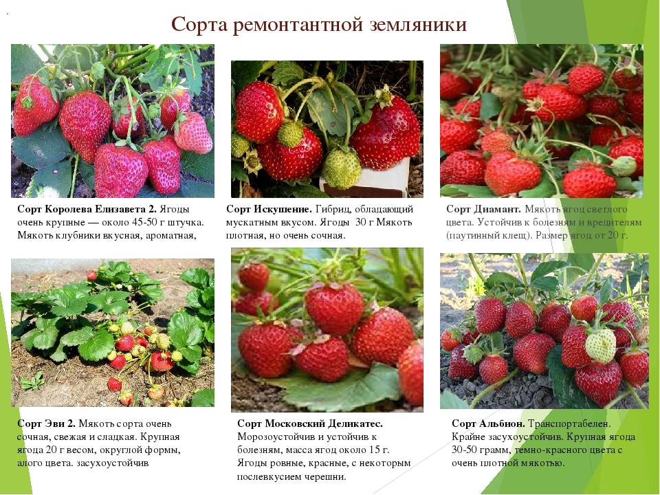 Яблоня сорта витязь: основные характеристики и описание, условия выращивания и уход, фото