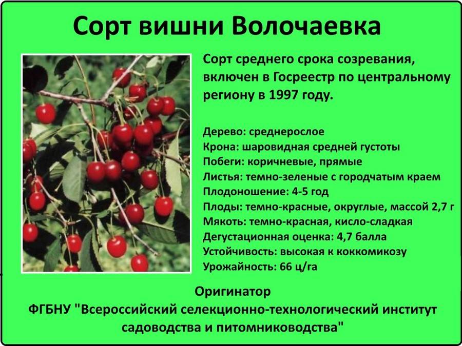 Вишня тургеневская: описание сорта и агротехника