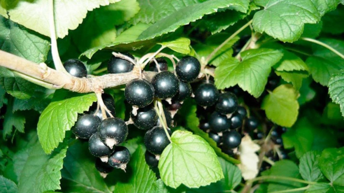 Смородина черный жемчуг фото и описание сорта
