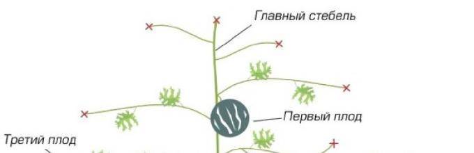 Секреты выращивания арбузов в теплице из поликарбоната