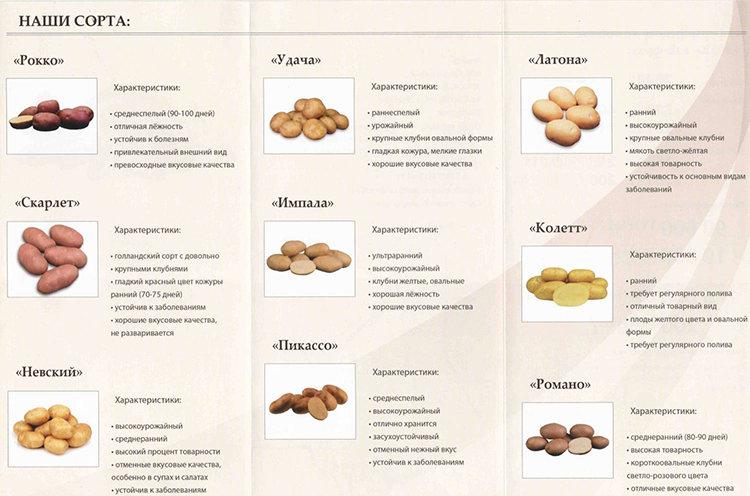 Сорта картофеля: описание, названия с фото, характеристики