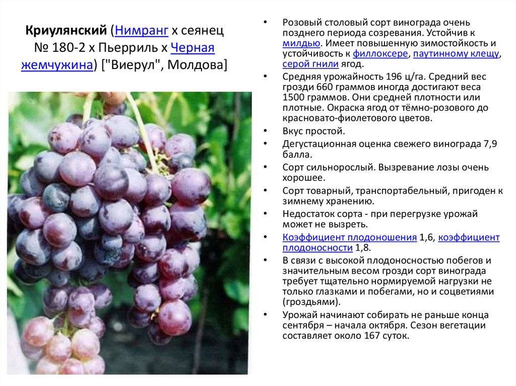 Виноград байконур: описание сорта, фото, отзывы, видео