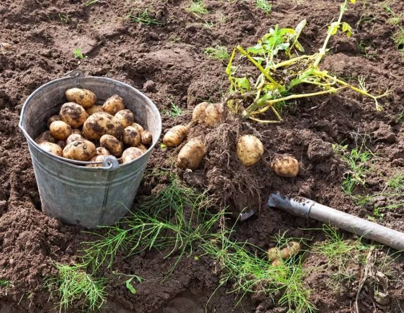 Как правильно поливать картофель: правила и сроки полива