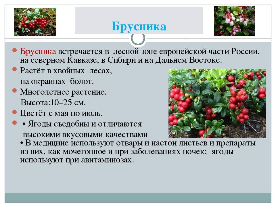 Брусника: полезные свойства ягоды. какие есть у брусники противопоказания к употреблению