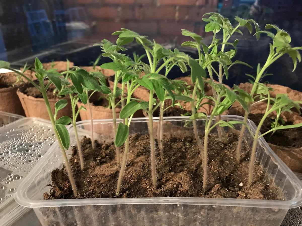 Выращивание рассады томатов без земли