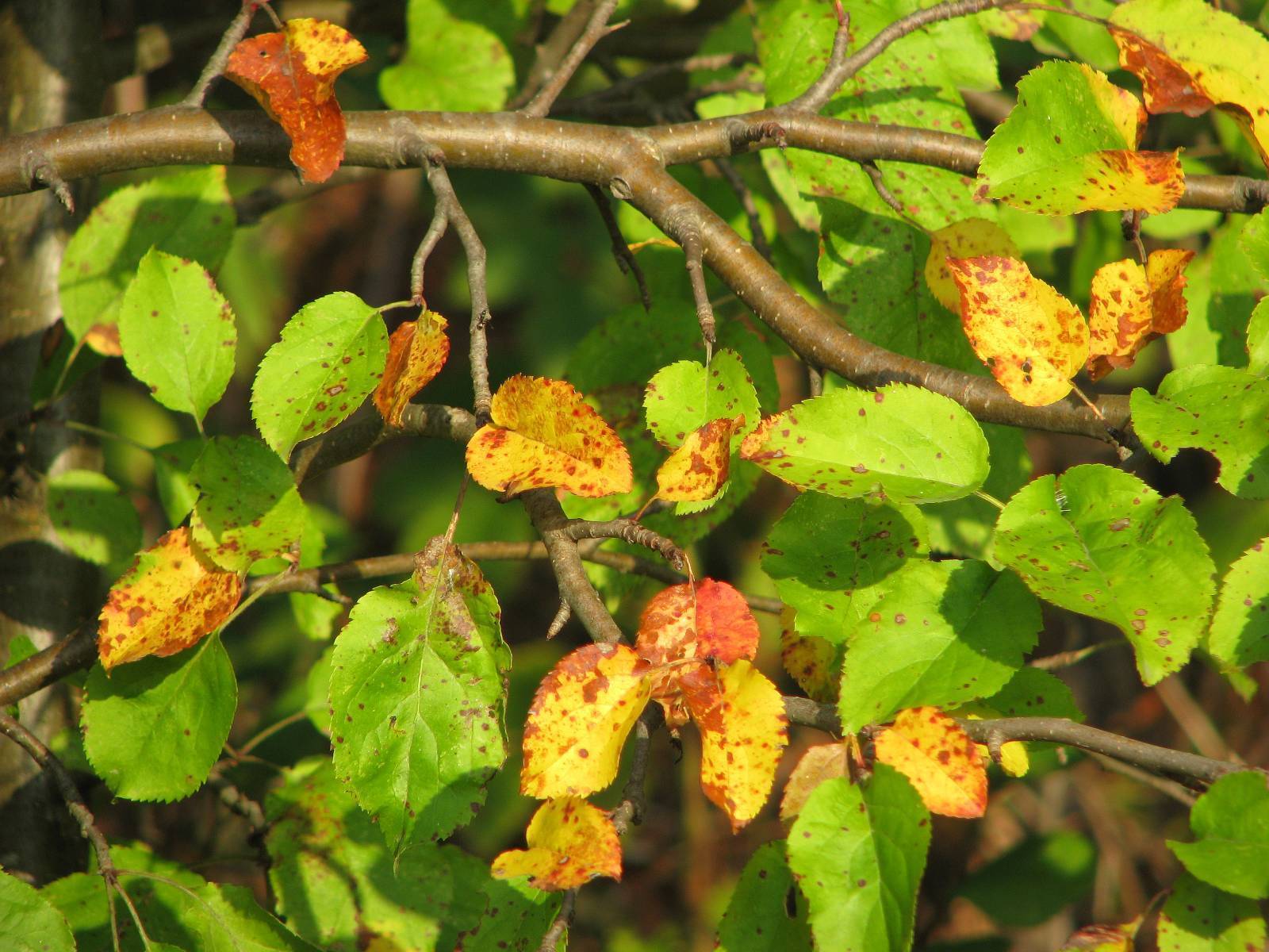 Почему у сливы желтеют и опадают листья: причины засыхания и что с этим делать
