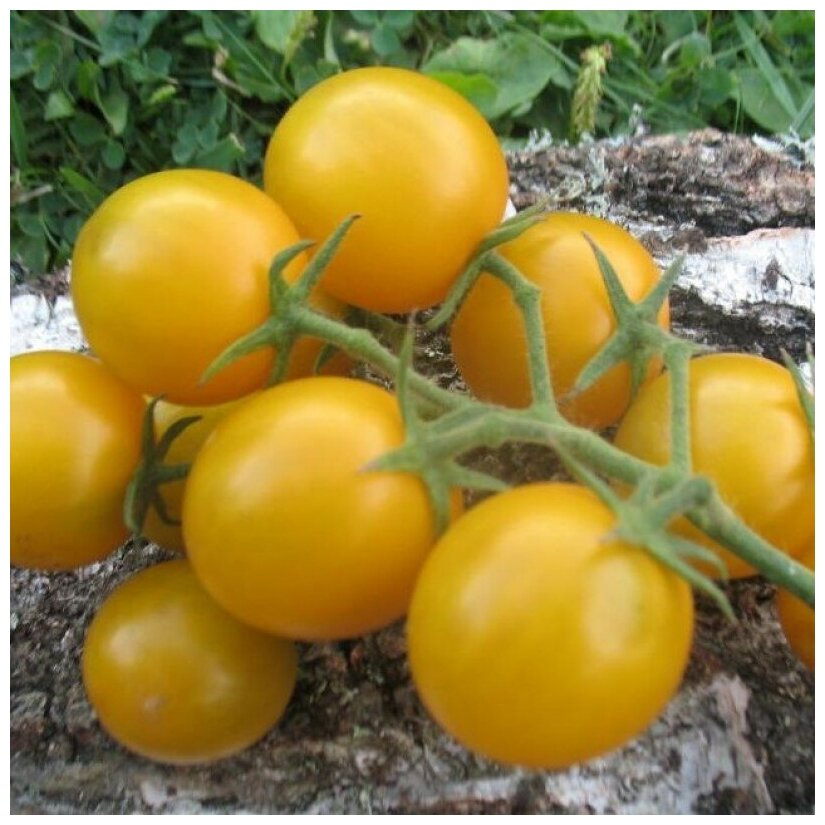 Описание томата саммер сан, выращивание и борьба с вредителями