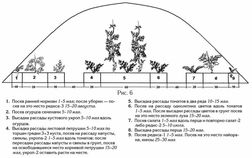Схема посадки огурцов в теплице из поликарбоната 3х6 планировка фото и описание