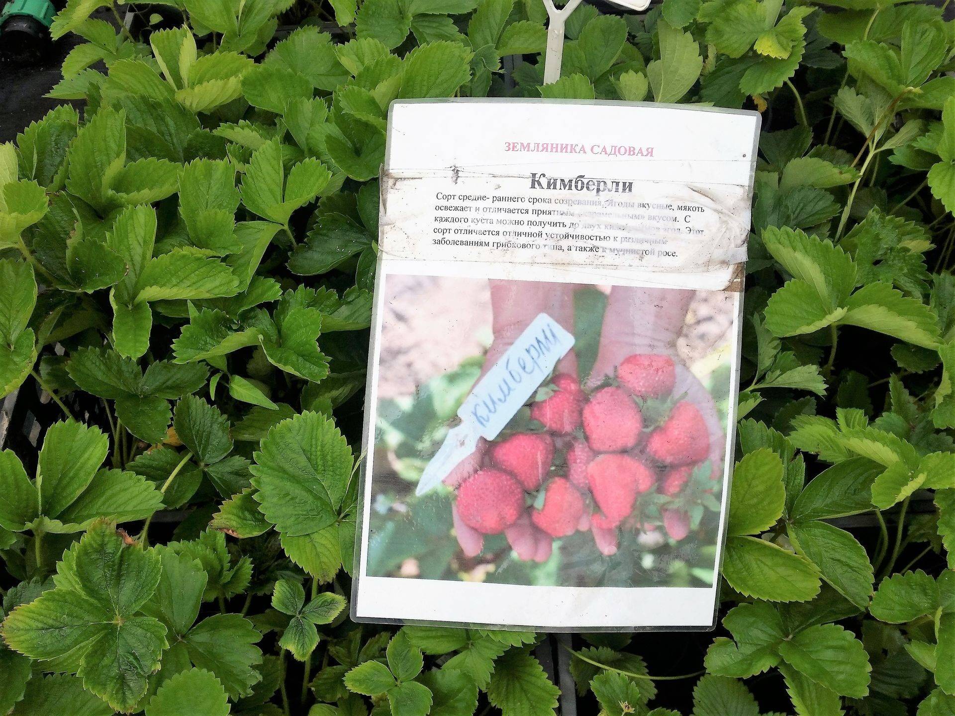 ✅ клубника соловушка: описание и характеристика сорта, выращивание и уход, фото - tehnoyug.com