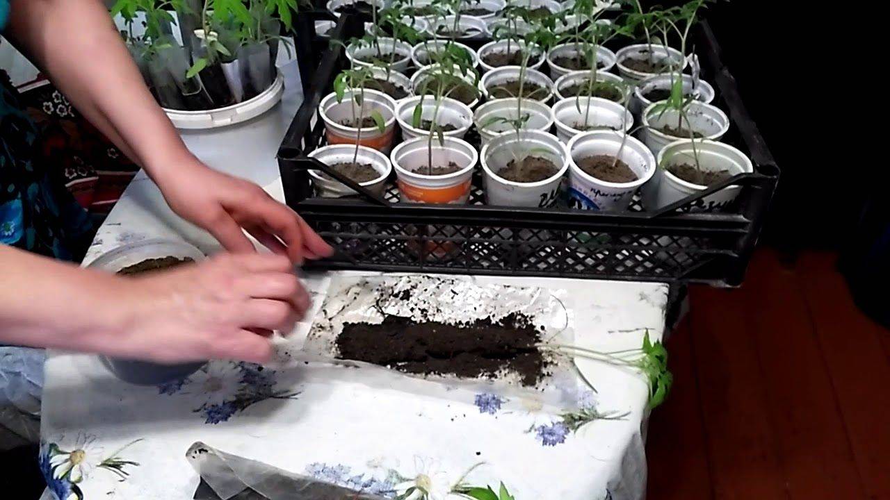 Особенности пикировки томатов в пленки, как посадить и выращивать рассаду