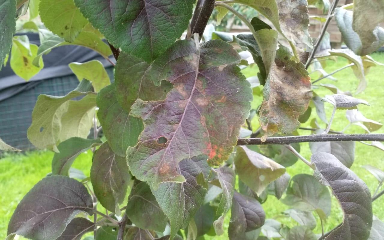 Если появились коричневые пятна на листьях яблони, как лечить — советы агрономов