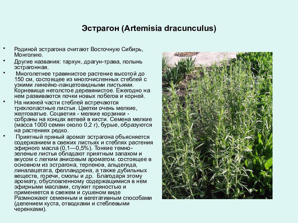 Этапы выращивания эстрагона из семян: выбор сортов, подготовка, посадка, уход — фазенда