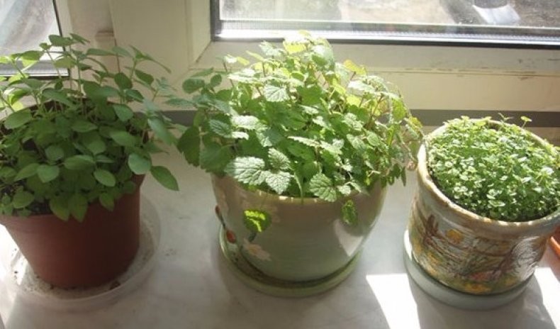 Мята на подоконнике: выращивание мяты в горшке, кк посадить и как растить