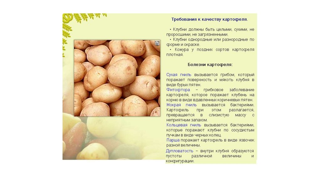Ранние сорта картофеля - описание сортов, фото, отзывы