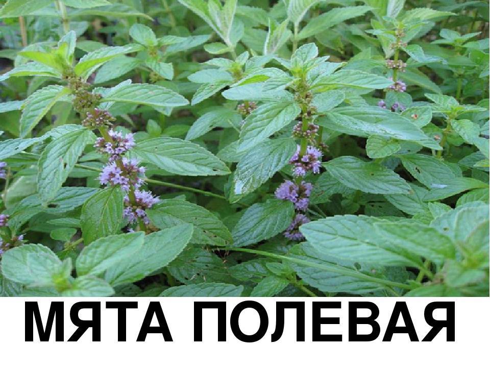 Мята???? 14 лечебных свойств, польза и вред травы при заболеваниях