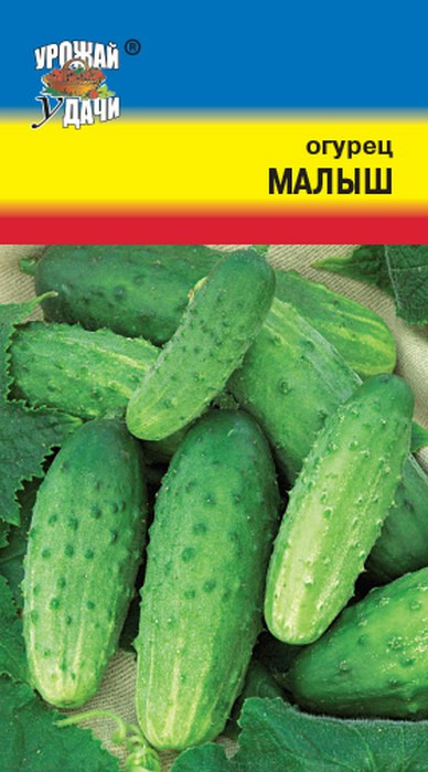 Огурец малыш: характеристика и описание сорта с фото