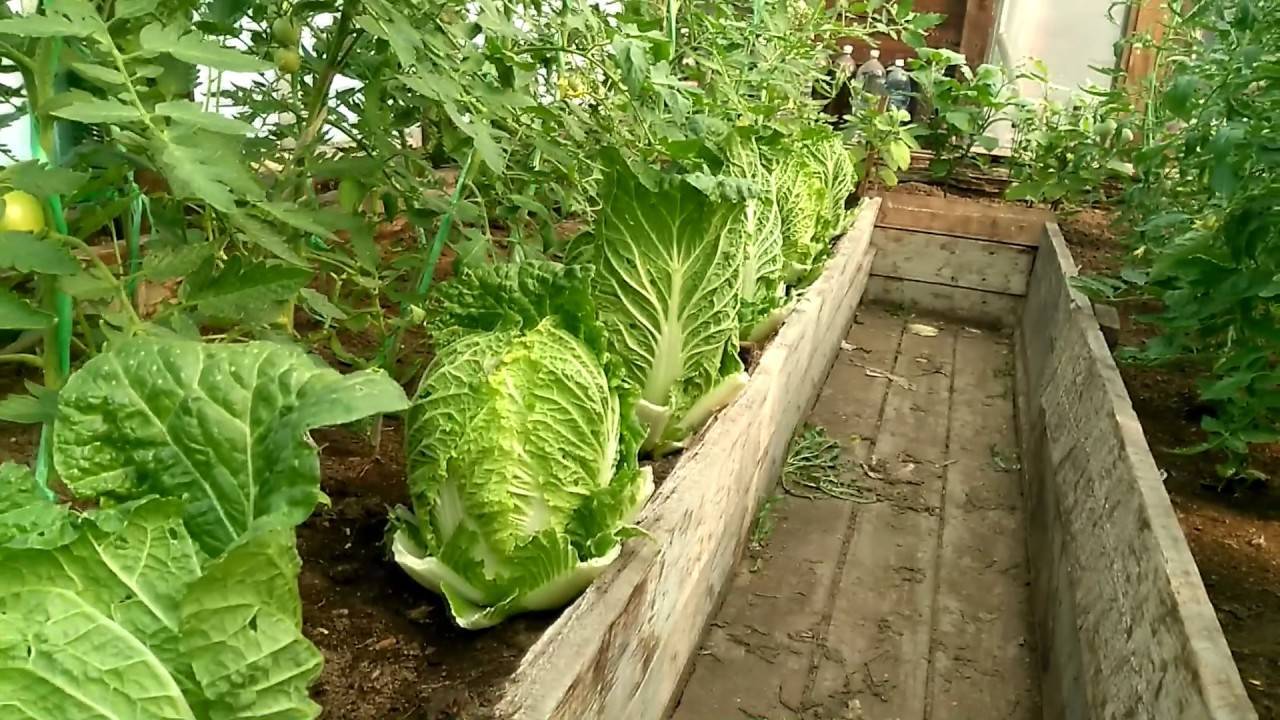 Как выращивать пекинскую капусту на даче  — советы и рекомендации