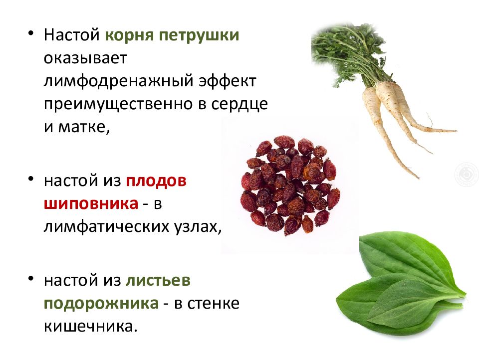 Петрушка корневая: как использовать в приготовлении блюд и лечебных целях