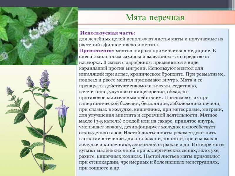 Мята: правила посадки и ухода за душистым растением в открытом грунте