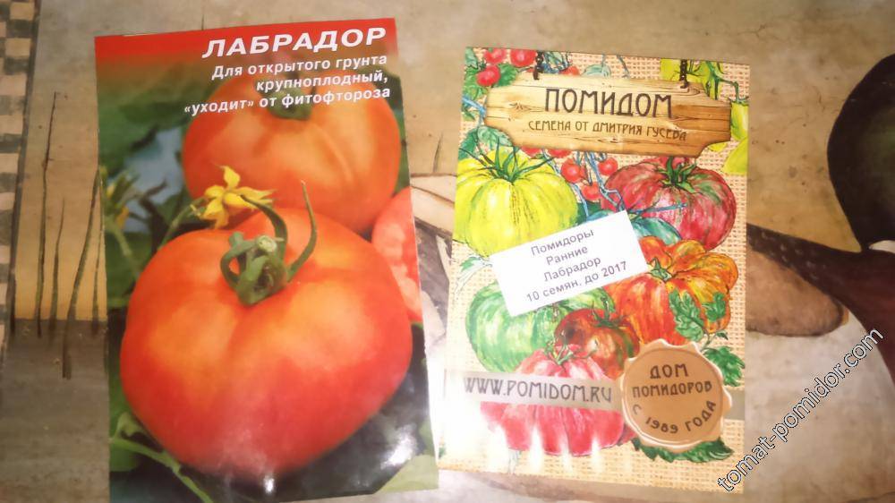 Описание сорта томата лабрадор: ранние и крупные