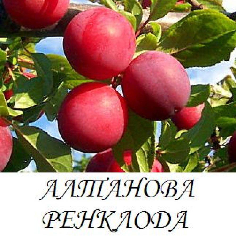 ✅ о сливе генеральская: описание сорта, опылители, агротехника выращивания