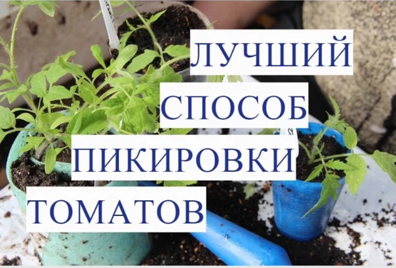 Пикировка томатов: как и когда пересаживать рассаду помидоров