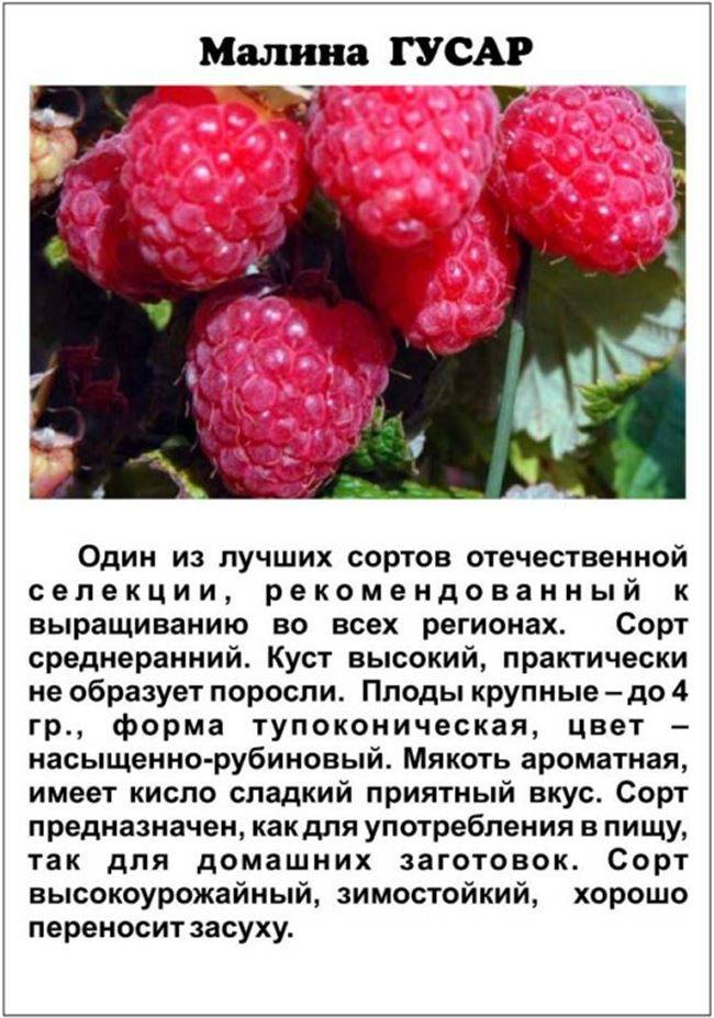Описание малины маросейка: фото сорта, правила посадки и размножения