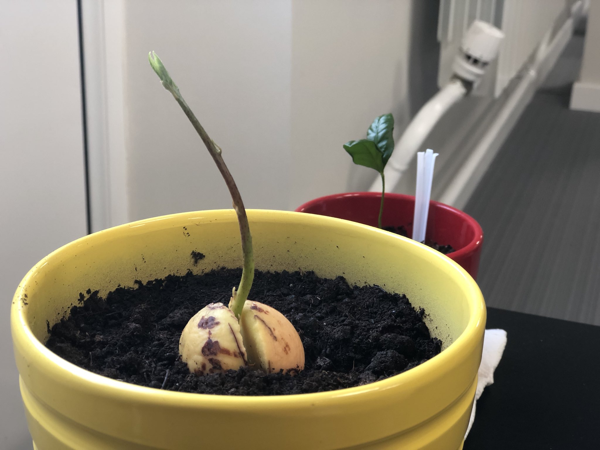 Как вырастить персик из косточки в домашних условиях: в горшке, на даче