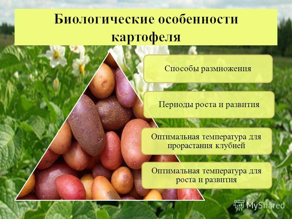 Вторая посадка, свежевыкопанный картофель. - сад, огород - страна мам