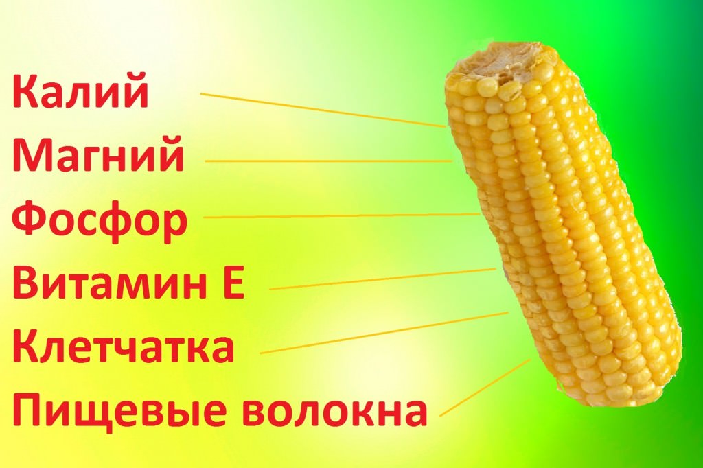 Сырая кукуруза: польза и вред для здоровья, чем полезны свежие початки, можно ли их есть